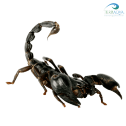 Heterometrus petersii for sale.png