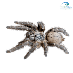 Pterinochilus murinus TCF for sale.png
