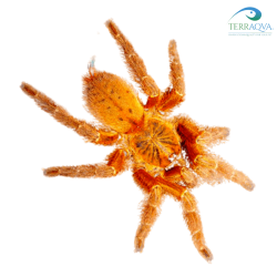 Pterinochilus murinus UMV for sale.png