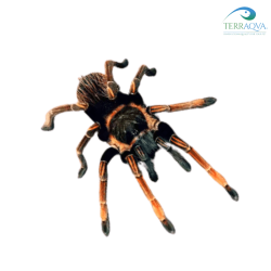 Sericolpelma sp. 'Santa Catalina' for sale.png
