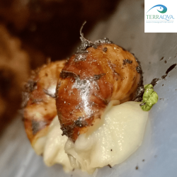 Achatina aulica "white jade" 2.png