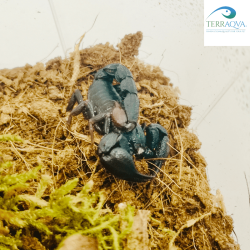 Brotheas granulatus | Buy Now Online | TERRAQUA