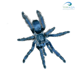 tapinauchenius violaceus purple tree spider for sale.png