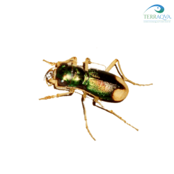Megacephala euphratica, vendita online.png