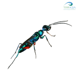 Ampulex compressa for sale.png