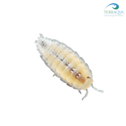 Dwarf White Isopod for sale.png