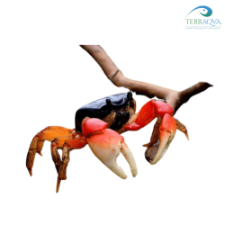 Discoplax magna | Buy Now Online | TERRAQUA
