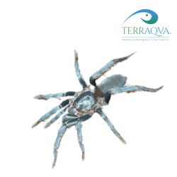 Holothele sericea, vendita online.png