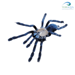 Cyriopagopus sp. Hati Hati