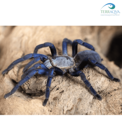 Cyriopagopus sp Hati Hati, forma adulta.png