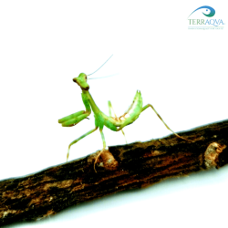 Pseudoxyops perpulchra | Buy Now Online | TERRAQUA