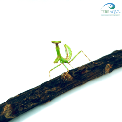 Pseudoxyops perpulchra | Buy Now Online | TERRAQUA