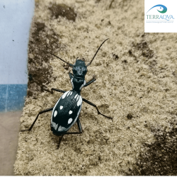 Anthia Sexmaculata | Online Sale | TERRAQUA
