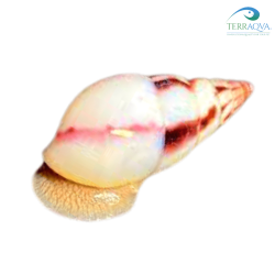 Limicolaria agathina, vendita online.png