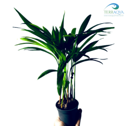 Howea forsteriana (Kentia)