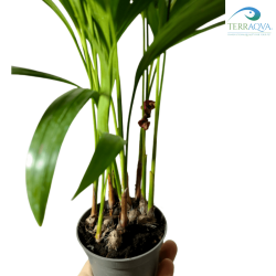 Howea forsteriana (Kentia)