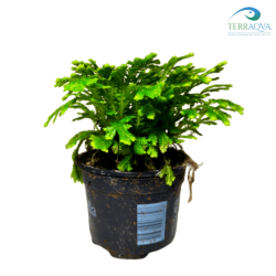 Selaginella kraussina, vendita online.png