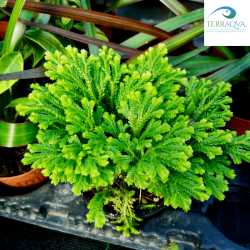 Selaginella kraussina | Buy Now Online | TERRAQUA