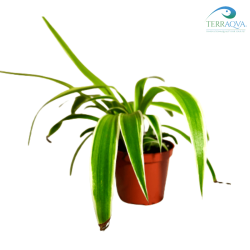 Chlorophytum comosum for sale.png