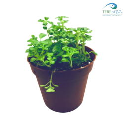 Pilea depressa (clearweed depressa) for sale.png