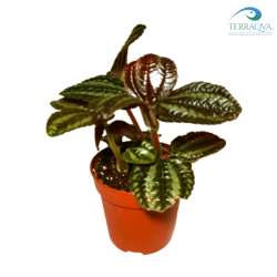 Pilea spruceana 'Wedd' for sale.png