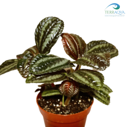 Pilea spruceana 'Wedd' | Buy Now Online | TERRAQUA