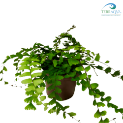 Adiantum pedatum vendita online.png