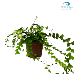 Adiantum pedatum fern buy online.png