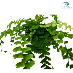 Adiantum pedatum | Buy Now Online | TERRAQUA