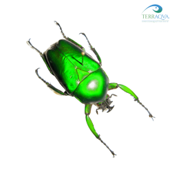 Dicronorhina micans for sale.png