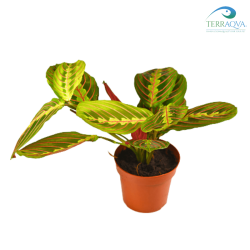 Maranta leuconeura, vendita online.png