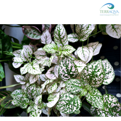 Hypoestes phyllostachya 'Baker' for sale.png