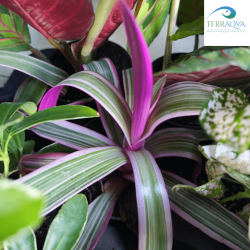 Tradescantia spathacea for sale.png