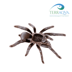 Hysterocrates gigas, varie taglie disponibili, vendita online.png