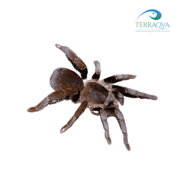 Hysterocrates hercules (Hercules baboon tarantula) for sale.png