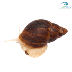 Archachatina puylaerti Benin for sale.png