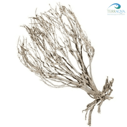 Savannah Bush, per acquari e terrari, vendita online.png