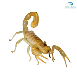 Hadrurus pallidus, vendita online.png