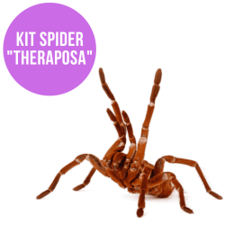 Kit SPIDER 'Theraphosa' bioattivo, vendita online.png