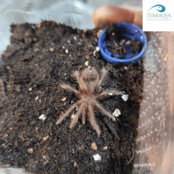 Xenesthis immanis sling, vendita online.png