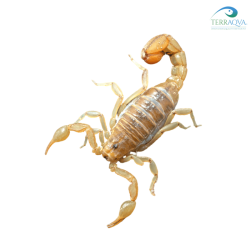 Paravaejovis spinigerus, vendita online.png