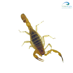 Paravaejovis spinigerus.png