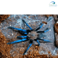 Birupes simoroxigorum (Neon Blue Leg) for sale.png