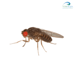 Drosophila hydei for sale.png