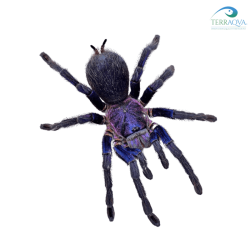 Phormictopus sp Dominican Purple for sale.png