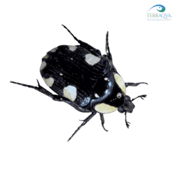 Mausoleopsis amabilis, vendita online.png