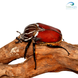 Goliathus goliatus for sale.png