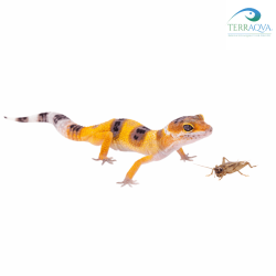 ReptiMenu "Leopard Gecko" for baby and adult gecko feed, sale online.png