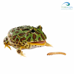 ReptiMenu "Pacman Frog" for baby and adult pacman frog, sale online.png