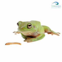 ReptiMenu "Tree Frogs" menù live feed insect for Tree frogs for sale.png